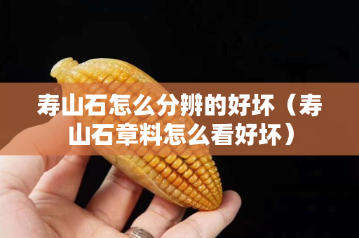 寿山石怎么分辨的好坏（寿山石章料怎么看好坏）