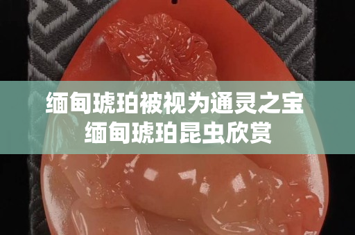 缅甸琥珀被视为通灵之宝 缅甸琥珀昆虫欣赏