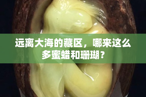 远离大海的藏区，哪来这么多蜜蜡和珊瑚？