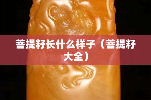 菩提籽长什么样子（菩提籽大全）