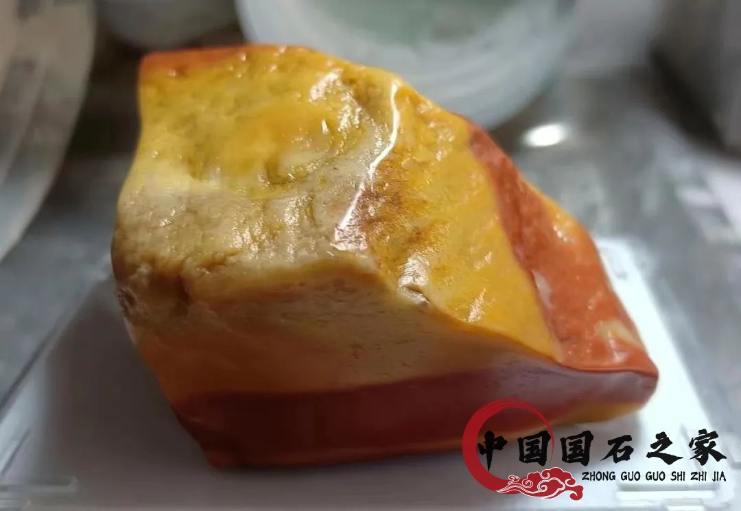 老挝石·黄睫角蝮蛇