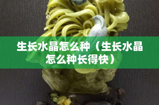 生长水晶怎么种（生长水晶怎么种长得快）