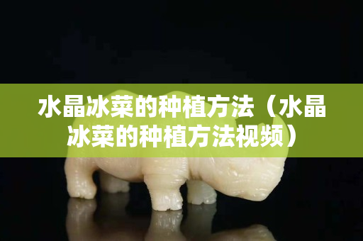 水晶冰菜的种植方法（水晶冰菜的种植方法视频）
