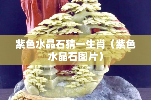紫色水晶石猜一生肖（紫色水晶石图片）