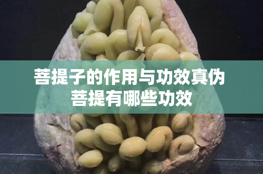 菩提子的作用与功效真伪 菩提有哪些功效