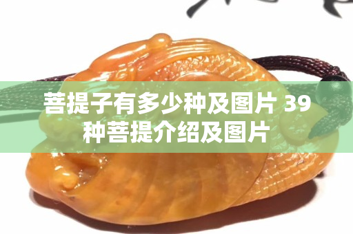 菩提子有多少种及图片 39种菩提介绍及图片