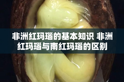 非洲红玛瑙的基本知识 非洲红玛瑙与南红玛瑙的区别