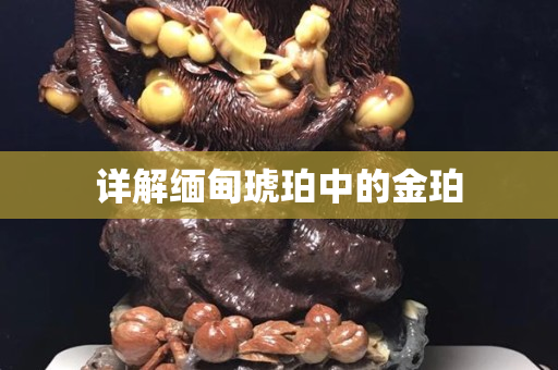 详解缅甸琥珀中的金珀