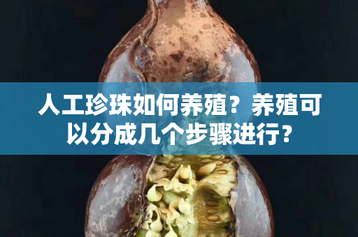 人工珍珠如何养殖？养殖可以分成几个步骤进行？
