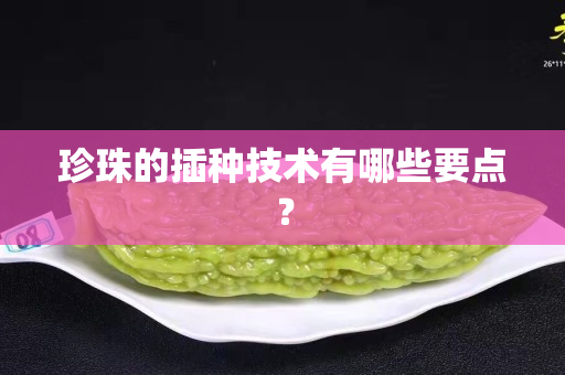 珍珠的插种技术有哪些要点？