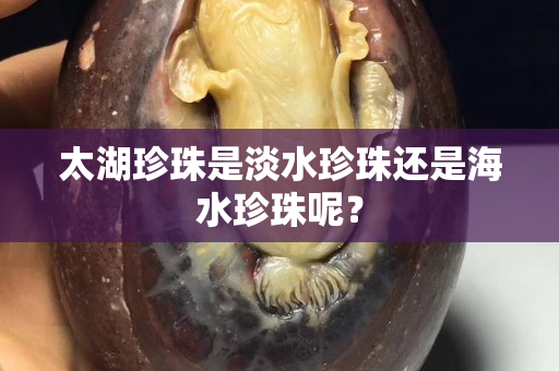 太湖珍珠是淡水珍珠还是海水珍珠呢？