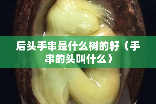 后头手串是什么树的籽（手串的头叫什么）