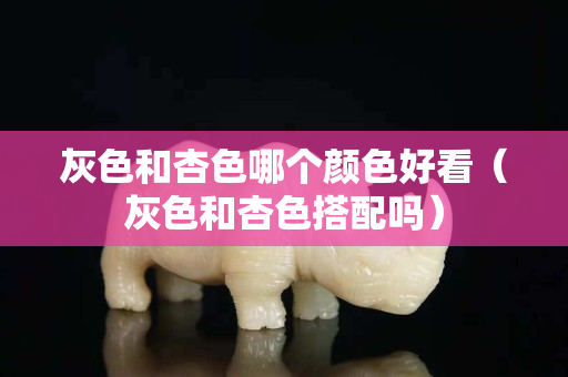 灰色和杏色哪个颜色好看（灰色和杏色搭配吗）