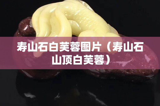 寿山石白芙蓉图片（寿山石山顶白芙蓉）